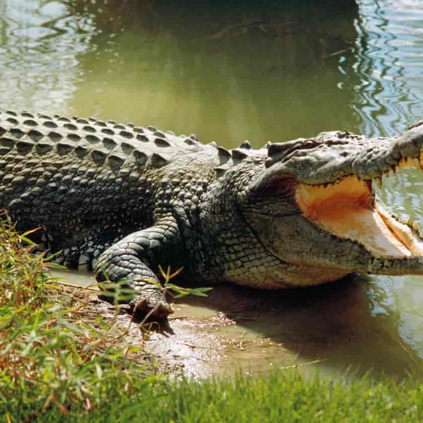 как проходит охота на крокодилов